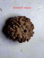 9 mukhi  java rudraksha 16 mm + up - xray optionals - Image 2