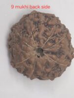 9 mukhi  java rudraksha 16 mm + up - xray optionals - Image 4
