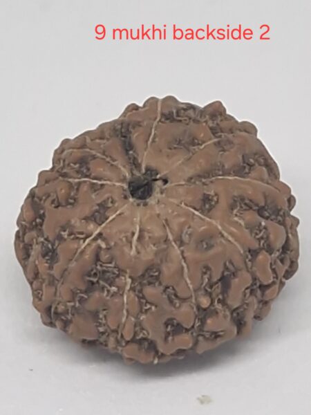 9 mukhi  java rudraksha 16 mm + up - xray optionals