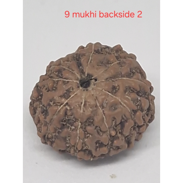 9 mukhi  java rudraksha 16 mm + up - with Xray
