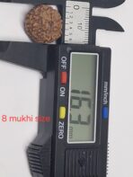 8 mukhi premium Quality Indonesian rudraksha 16mm + xray certificate avaliable - Image 4