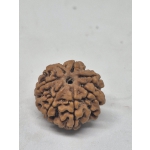 6 Mukhi Nepal Rudraksha (19-22mm Premium Bead) with xray – Wisdom, Focus & Emotional Strength