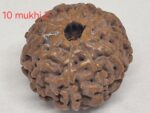 10 mukhi Java Rudraksha - 16mm+ up - Premium - xray optional