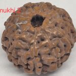 10 mukhi Java Rudraksha - 16mm+ up - Premium - xray optional