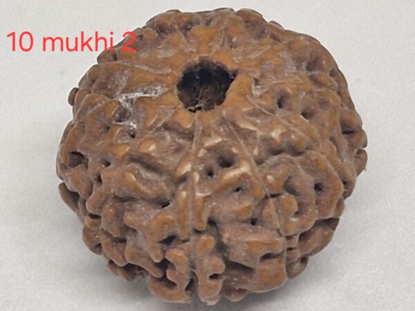 10 mukhi Java Rudraksha - 16mm+ up - Premium - xray optional