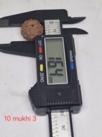 10 mukhi Java Rudraksha - 16mm+ up - Premium - xray optional - Image 2