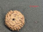 8 mukhi premium Quality Indonesian rudraksha 16mm + xray certificate avaliable - Image 3