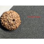8 mukhi premium Quality Indonesian rudraksha 16mm + xray certificate avaliable