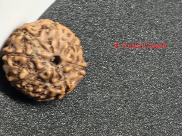 8 mukhi premium Quality Indonesian rudraksha 16mm + xray certificate avaliable