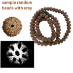 🌼 7 Mukhi Rudraksha Mala – 108+1 Beads (Indonesian Origin, 11–15mm)