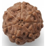 7 Mukhi Indonesian Rudraksha 17mm+ – Lab Certified Full Compartment Bead with X-Ray Certificate | Rudraksha-Store