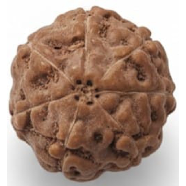 7 Mukhi Indonesian Rudraksha 17mm+ – Lab Certified Full Compartment Bead with X-Ray Certificate | Rudraksha-Store