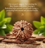 7 Mukhi Indonesian Rudraksha 17mm+ – Lab Certified Full Compartment Bead with X-Ray Certificate | Rudraksha-Store - Image 6