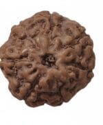 7 Mukhi Indonesian Rudraksha 17mm+ – Lab Certified Full Compartment Bead with X-Ray Certificate | Rudraksha-Store - Image 2